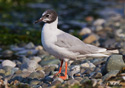 Larus Philadelphia